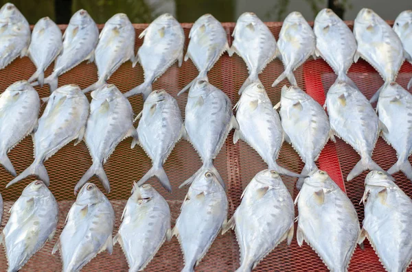 Thai salted fish put up to dry on the net, Food preservation, salted fish is fish cured with dry salt and thus preserved for later eating.