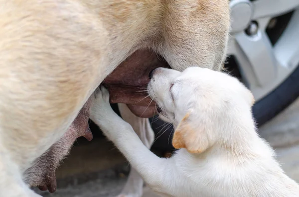 Lindo cachorro chupando leche de madre perro . Imagen de stock