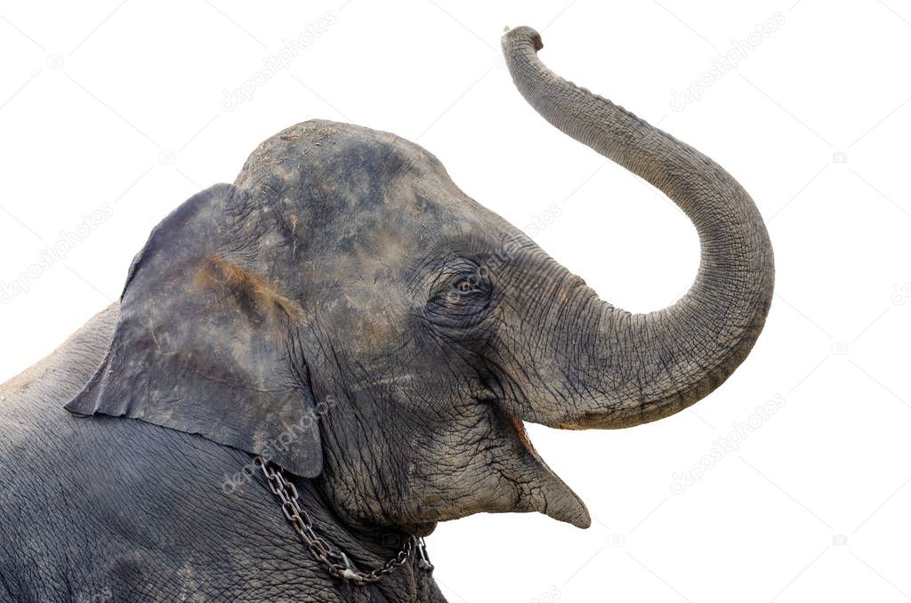 Asian elephant are showing lift (proboscis) on a white background, isolated.