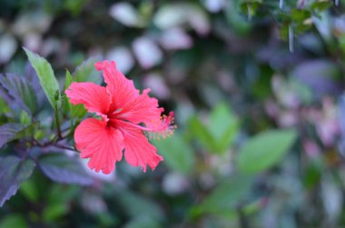 Sıcak bir ülkeden Hibiscus