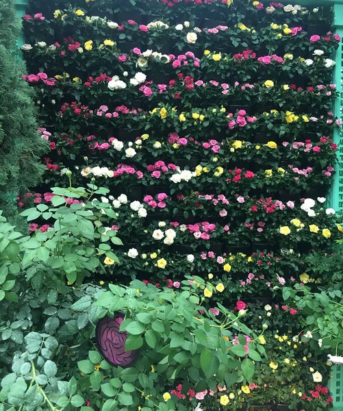 Colorful variety of roses and leaves in a park in Singapore