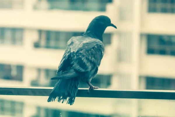 Verandanın korkuluklarında oturan güvercin, şiddetli yağmurlardan korunmak için barınak arıyor