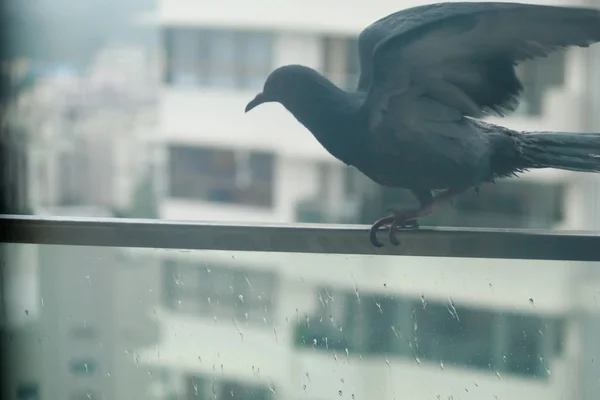 Verandanın korkuluklarında oturan güvercin, şiddetli yağmurlardan korunmak için barınak arıyor