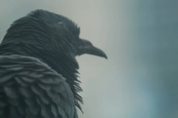 Close up shot de um pombo capturando suas expressões faciais dramáticas ao olhar para o céu — Fotografia de Stock