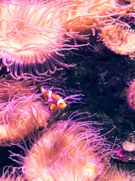 Sydney, Avustralya'da bir Akvaryum anemon dokunaçları arasında yüzme Tek Clownfish