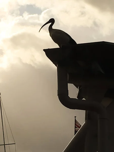 Silueta del ibis blanco australiano sentado en la parte superior de un edificio en Sydney, Australia —  Fotos de Stock