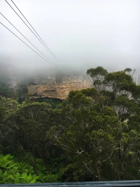 Sidney, Avustralya'da gondol veya teleferik yolculuğu sırasında Blue Mountains yağmur ormanlarının havadan görünümü