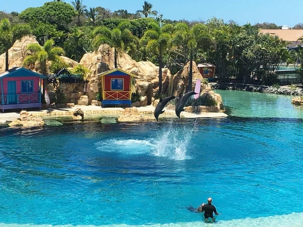 Gold Coast, Avustralya'da havuzda yüzen iki eğlenceli yunus