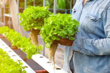 Çiftçi, işaret Lambası ışığıyla hidroponik yeşil meşe topluyor. Organik