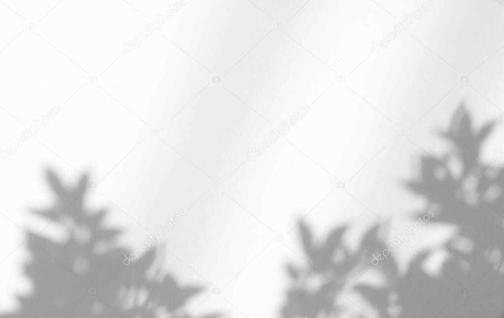 Gray shadow of leaf on white wall. Natural lighting, shadow overlay for photo, background and mock-ups, use for presentation.