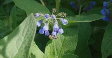 Güneşli bir günde sayısız koyu mavi çiçek.