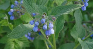 Güneşli bir günde sayısız koyu mavi çiçek.