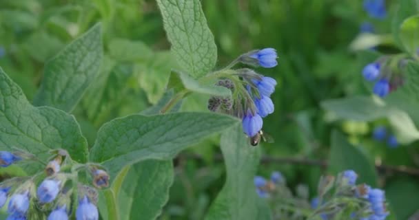 Zahlreiche Dunkelblaue Blumen Einem Sonnigen Tag — Stockvideo