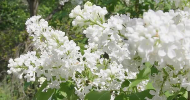 Floreciente Lila Blanca Día Soleado — Vídeos de Stock