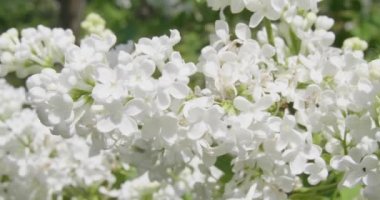 Güneşli bir günde açan beyaz leylak.