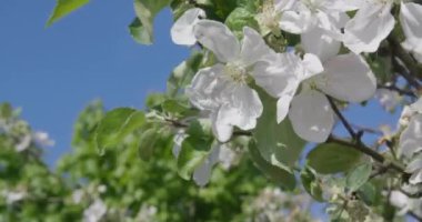 Güneşli bir günde beyazlar içinde açan ağaç..