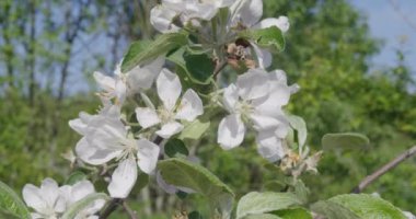 Güneşli bir günde beyazlar içinde açan ağaç..