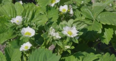 Güneşli bir günde çiçek açan çilekler.