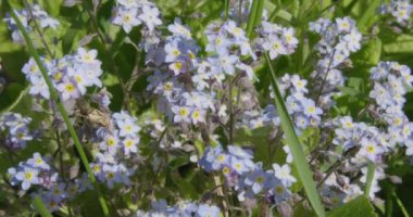 Unutkanlık. Myostis. Güneşli bir günde.