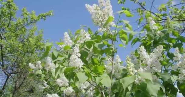 Floreciente Lila Blanca Día Soleado — Vídeos de Stock