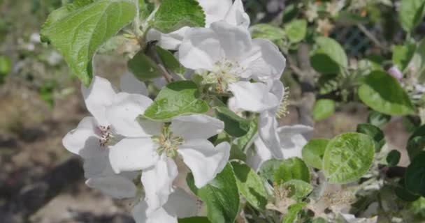 Árbol Floreciente Blanco Día Soleado — Vídeo de stock