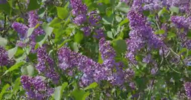 Güneşli bir günde açan leylak.