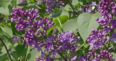 Güneşli bir günde açan leylak.