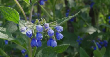 Sayısız koyu mavi çiçek.