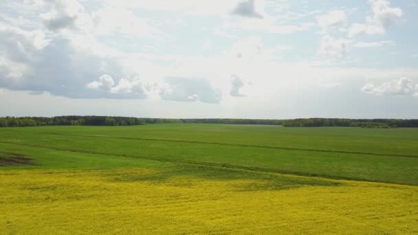 Obrovské Žluté Pole Kvetoucího Řepkového Semínka — Stock video