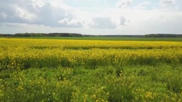 Obrovské Žluté Pole Kvetoucího Řepkového Semínka — Stock video