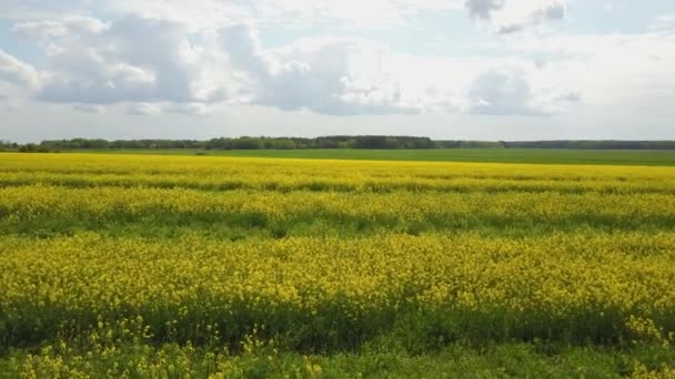 Un immense champ jaune de colza en fleurs .