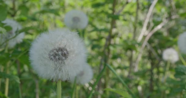  Un champ avec des pissenlits blancs .
