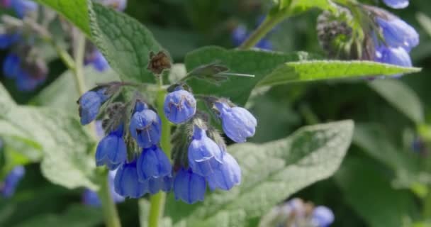 Zahlreiche Dunkelblaue Blüten — Stockvideo