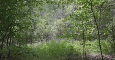 İlkbaharda Ormanda.