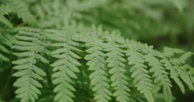 İlkbaharda orman eğreltiotu.