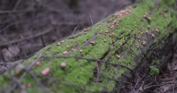 Paisaje Bosque Primavera — Vídeo de stock