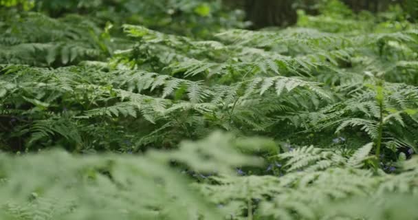 Forest fern in spring.