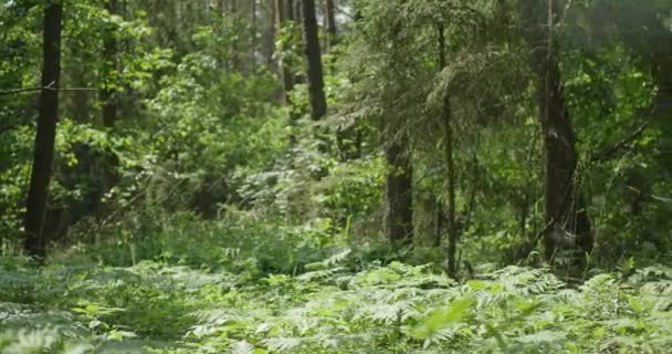 Primavera Bosque — Vídeos de Stock