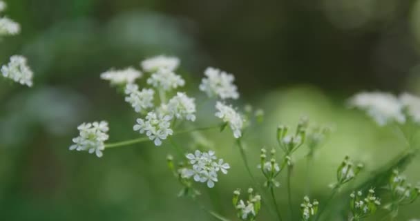 Plantas Forestales Bosque Primavera — Vídeos de Stock