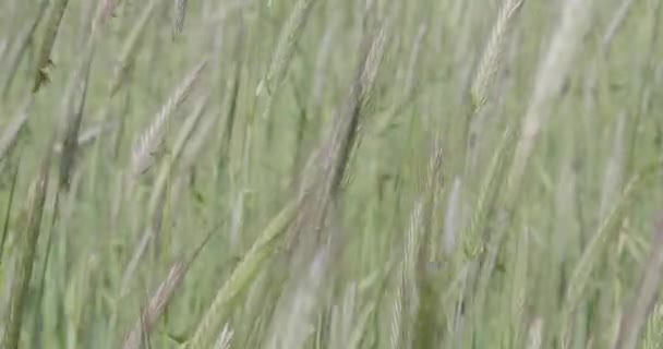 春季特写中的绿红斑 — 图库视频影像