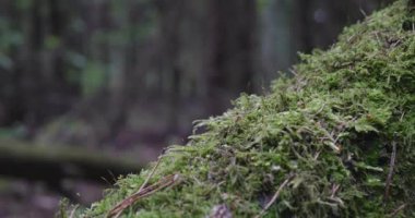 Eski bir bahar ormanının manzarası.