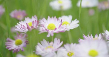 Baharda papatya çiçeği.