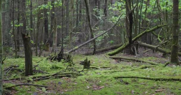 Landschaft Eines Alten Frühlings Wald — Stockvideo