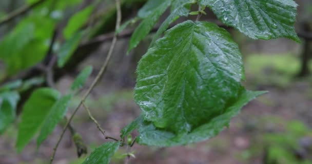 雨中的森林植物 — 图库视频影像