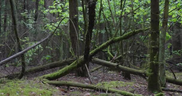 Krajina Starého Jarního Lesa — Stock video