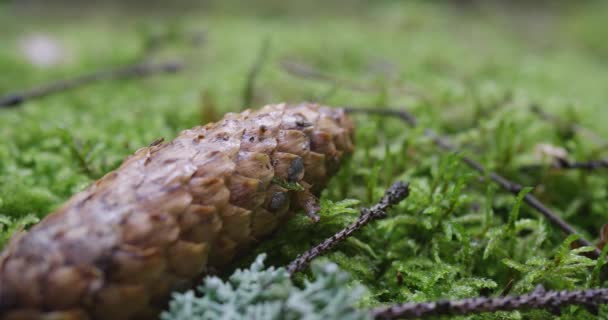 Paysage Une Vieille Forêt Printanière — Video