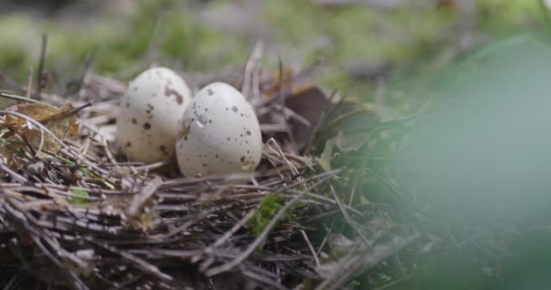 Forest Bird Nest Ground — Stock Video