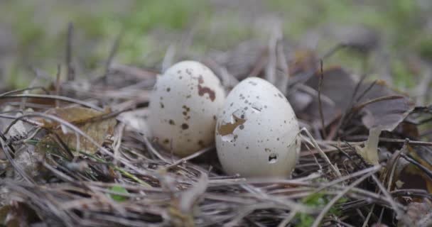 Nid Oiseaux Forestiers Sur Sol — Video