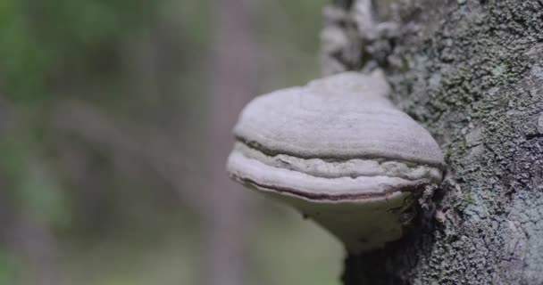 春老森林的景观 — 图库视频影像