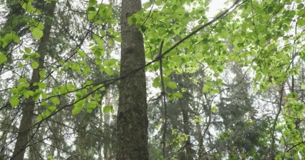 Paisaje Bosque Primavera — Vídeo de stock